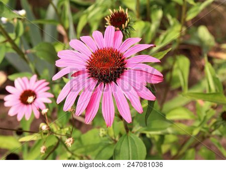 Echinacea Purpurea Pink Coneflower Flower In Bloom In Spring. Crop Of Herbs. Medicinal Plants Concep