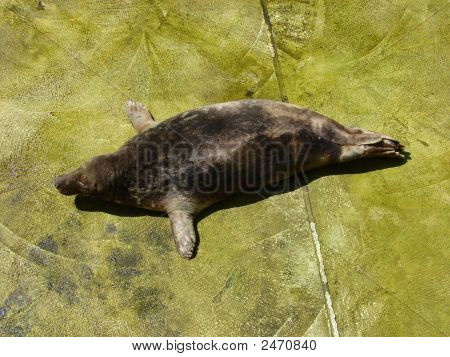 Atlantic Grey Seal #2