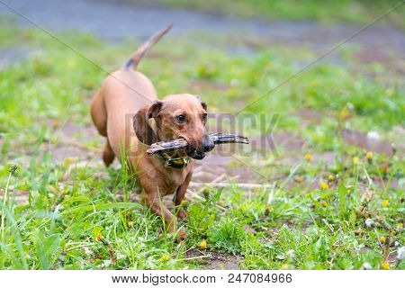 Dog Running With Stick. Playful Dog Running With Stick