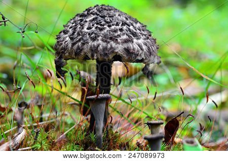 Stromilomyces Strobilaceus Mushroom, Old Man Of The Woods