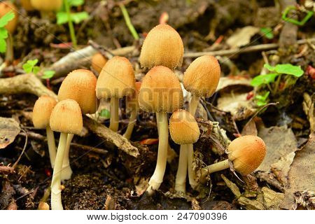 Rare Coprinellus Saccharinus Mushrooms In The Wild