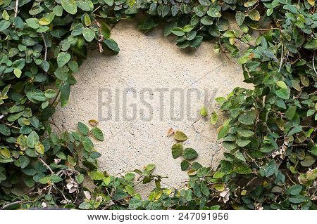 Background With Leaves And Wall Good For Text
