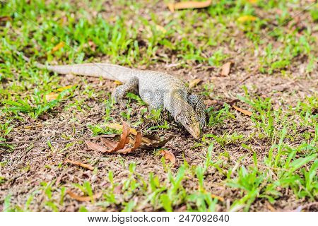 Varanus Lizard In The Foreground On The Grass.