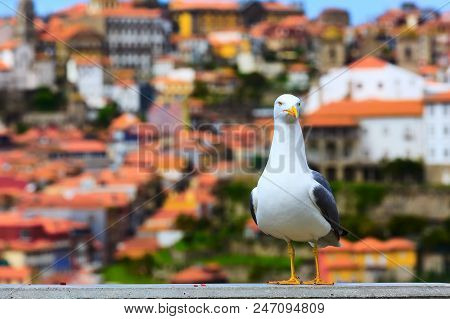 Seagull And Porto, Portugal Old Town Aerial View With Colorful Houses