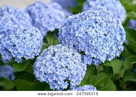 Closeup Of Green Hydrangea (hydrangea Macrophylla) Are Blooming In Spring And Summer At A Town Garde