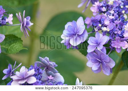 Closeup Of Green Hydrangea (hydrangea Macrophylla) Are Blooming In Spring And Summer At A Town Garde