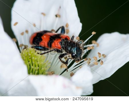 Colorful Checkered Beetle (trichodes Apiarius, Cleridae) Sitting In A Flower