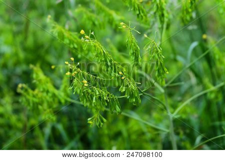 Medicinal Plant  Isatis Tinctoria On A Meadow