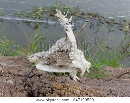 Death Heron Bird Trapped By Fish Net Nearby Fish Pond In Fish Farm In Rural Area