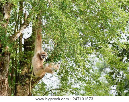 Yellow Gibbon With Black Face And White Fur At Eyebrow, Cheek, Hands, And Feet Hanging On Tree Branc