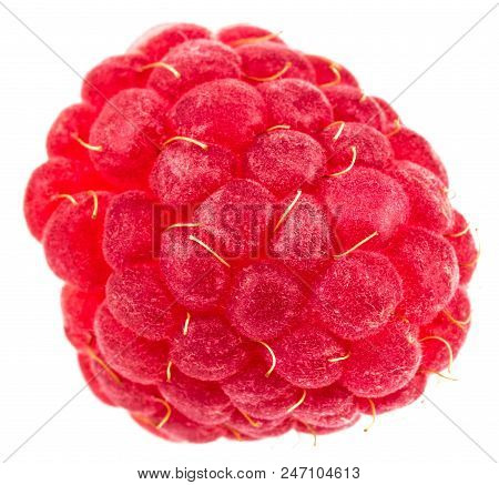 Isolated Berry. One Fresh Raspberry Fruit Isolated On White Background