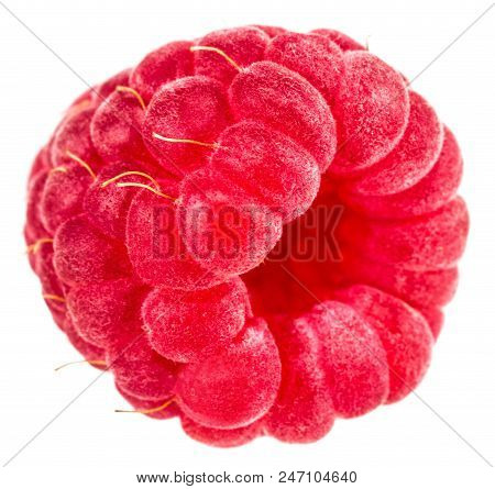 Isolated Berry. One Fresh Raspberry Fruit Isolated On White Background