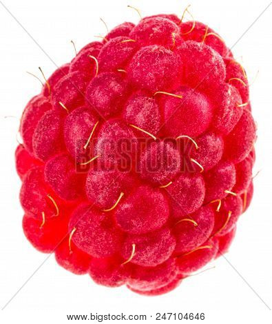 Isolated Berry. One Fresh Raspberry Fruit Isolated On White Background