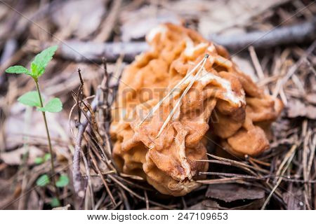 Gyromitra Gigas In Russian Autumn Forest, Commonly Known As The Snow Morel, Snow False Morel, Calf B