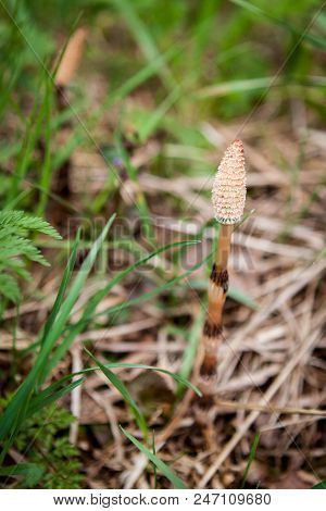 Great Horsetail In The Russian Forest, Equisetum Arvense, Macro With Bokeh Background, Selective Foc