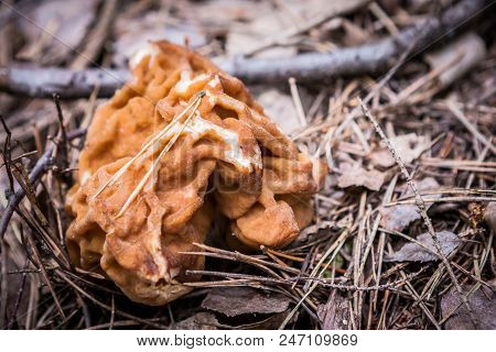 Gyromitra Gigas, Commonly Known As The Snow Morel, Snow False Morel, Calf Brain, Or Bull Nose Mushro