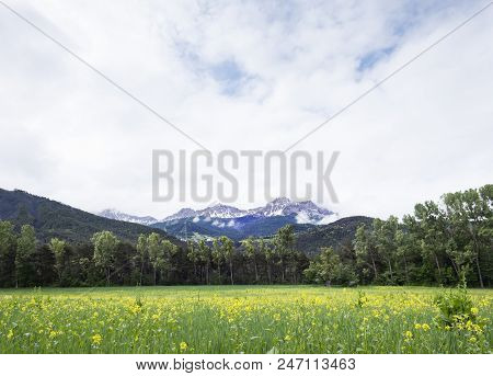 Mountains With Snow Of National Park Mercantour And Yellow Summer Flowers Near Barcelonnette In Alpe