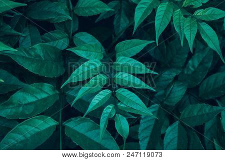Fresh Green Wild Forest Plants. Fern Leaves Lush. Botanical Nature Background. Wallpaper Poster. Org