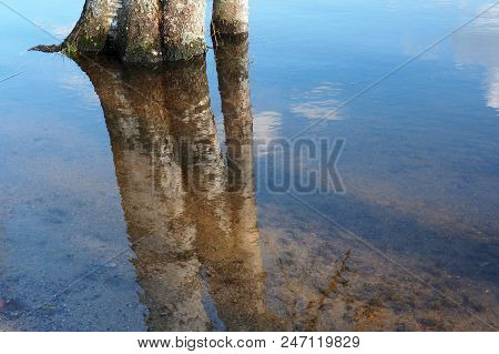 Flooded Trees In The Water. Flood In Nature And Reflection.