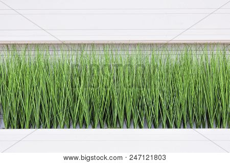 Green Grass As Decorative Element In Modern Cafe. Office Decor Green Plants In A Black Rectangular P