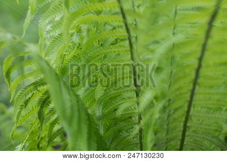 Beautyful Ferns Leaves Green Foliage Natural Floral Fern Background.