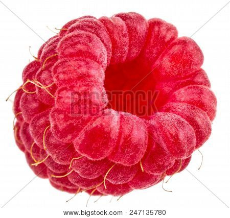 Isolated Berry. One Fresh Raspberry Fruit Isolated On White Background