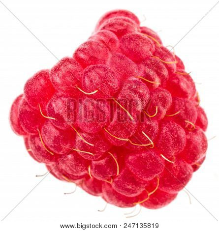 Isolated Berry. One Fresh Raspberry Fruit Isolated On White Background