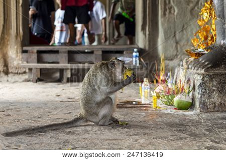 Wild Monkey In The Shrine Of Angkor Wat, Cambodia. Monkey Eats Tropical Fruit From Divine Offering. 