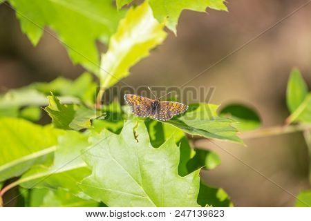 Silver-washed Fritillary Argynnis Paphia , Male Insect. Orange Dotted Butterfly