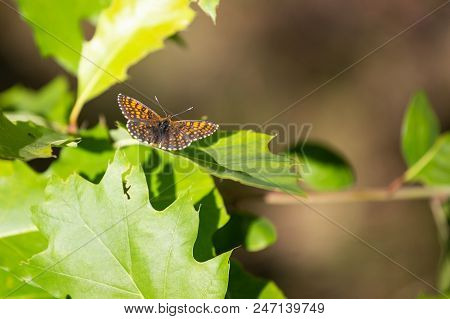 Silver-washed Fritillary Argynnis Paphia , Male Insect. Orange Dotted Butterfly