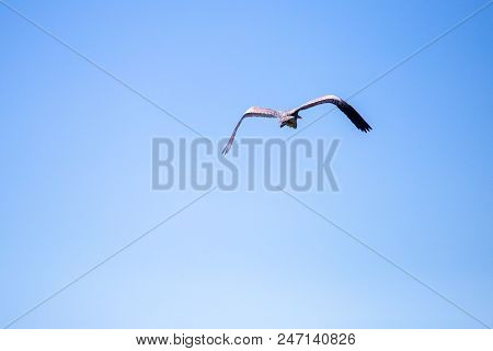 Grey Heron Ardea Cinerea In Flight, Vinnitsa Region, Ukraine.