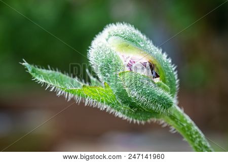 Close Up View Of A Poppy Blub With Water Droplets On It