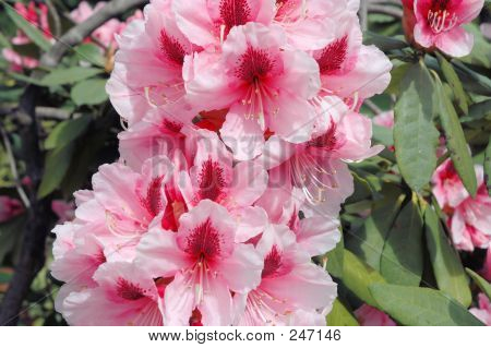 Rhododendron
