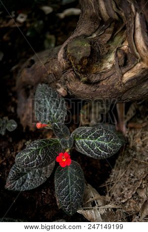 Close Up View Of Episcia Lilacina And Green Leaves