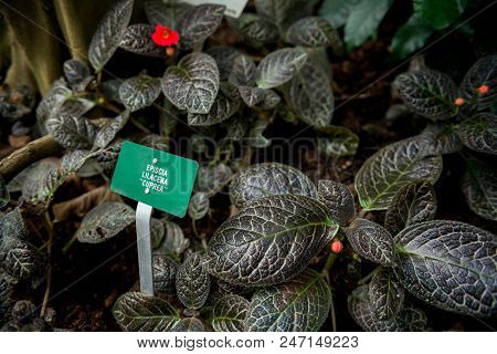 Close Up View Of Episcia Lilacina Flower And Green Leaves With Signboard