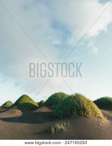 Famous grass hills on black desert near Stokksnes mountains. Vestrahorn cape, Iceland. Landscape photography
