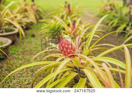 A Red Pineapple Growing At The Plantation, Malaysia.