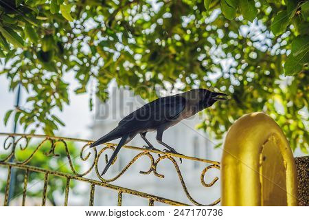 Crow On An Iron Yellow Fence Against The Background Of Trees.
