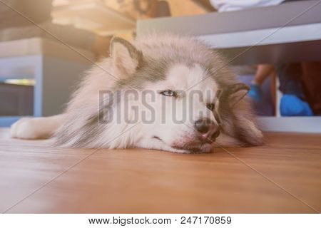Siberian Husky, Sleepy Dog And Lovely Pet