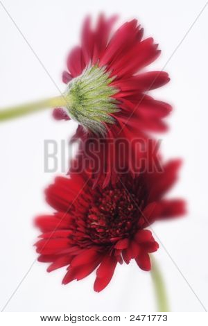 Röd blomma på vit bakrund