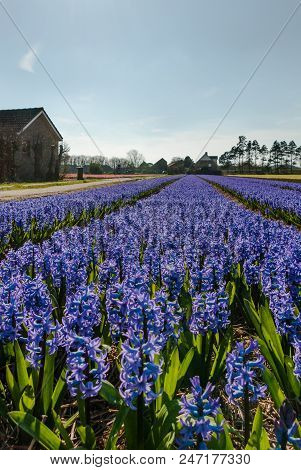 Egmond-binnen, Netherlands - April 2016: Landscape With Blue Hyacinths Flowerfield And Farm Houses.
