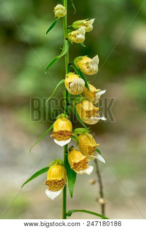 Medicinal plant flower - Digitalis lanata