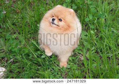 Cute Pomeranian Spitz Puppy Is Standing On A Spring Meadow. Deutscher Spitz Or Zwergspitz. Pet Anima