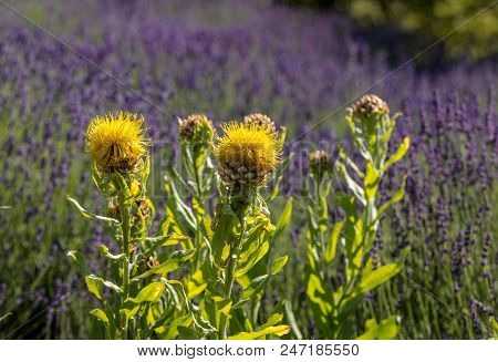 The Flourishing Lavender And Yellow Star-thistle Flowers