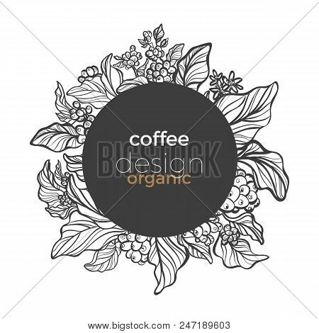 Vector Graphic Coffee Tree Branch, Leaf, Bean. Vintage Hand Drawn Template In Circle Frame, Tropic B