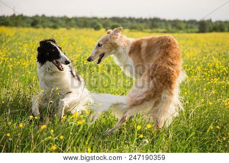 Two Russian Borzoi Dogs Having Fun In The Buttercup Meadow. Portrait Of Playing Russian Wolfhound Do
