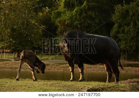 Buffalo In Thailand,life' Machine Of Farmer. Original Agriculture Use Buffalo Plow The Field.photo S
