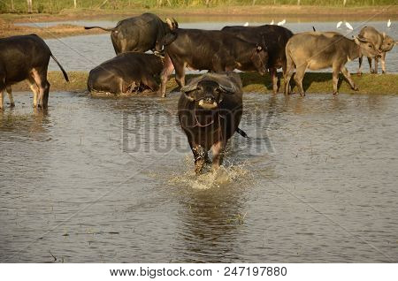 Buffalo In Thailand,life' Machine Of Farmer. Original Agriculture Use Buffalo Plow The Field.photo S