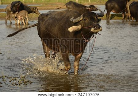 Buffalo In Thailand,life' Machine Of Farmer. Original Agriculture Use Buffalo Plow The Field.photo S