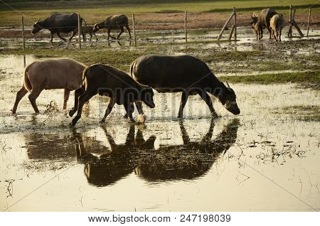 Buffalo In Thailand,life' Machine Of Farmer. Original Agriculture Use Buffalo Plow The Field.photo S